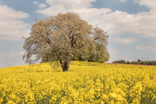 agriculture  landscape  field