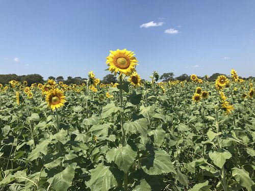 agriculture  field  farm