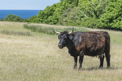 agriculture  cattle  cow