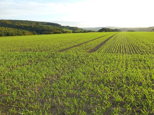 agriculture  field  landscape