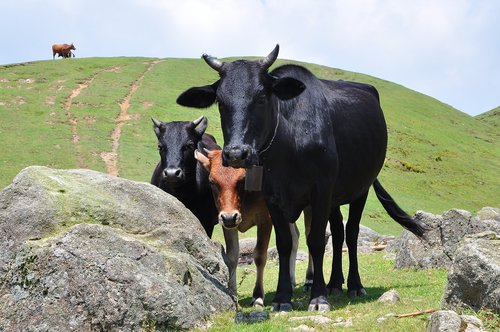 agriculture  grass  cow