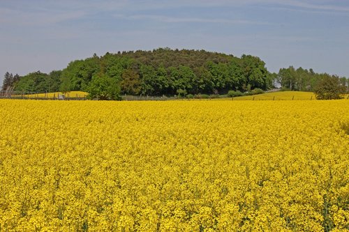 agriculture  field  harvest