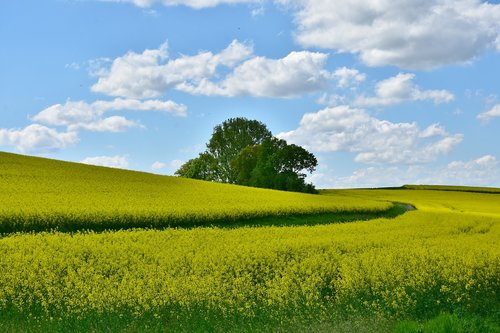 agriculture  field  landscape