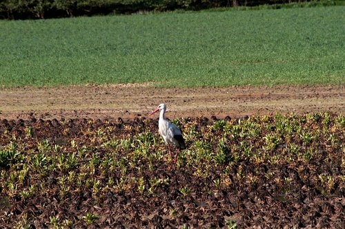 agriculture  earth  field