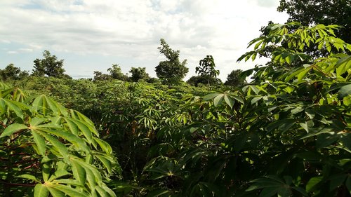 agriculture  nature  flora