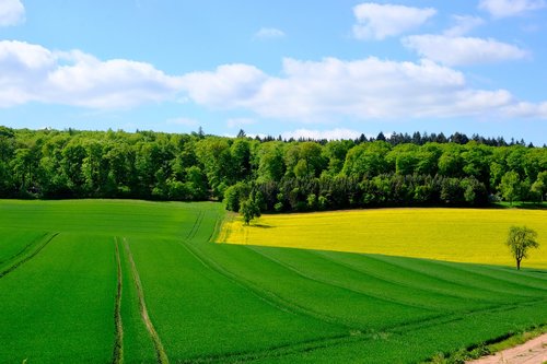 agriculture  field  landscape