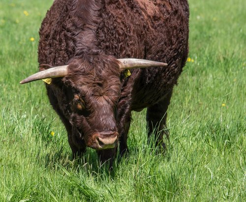 agriculture  cattle  animals