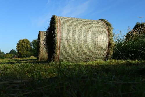 agriculture  harvest  round bales