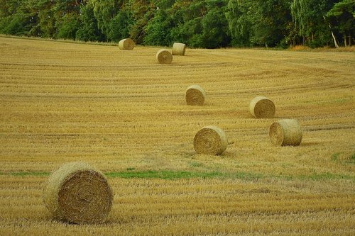 agriculture  harvest  field