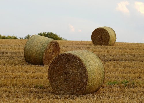 agriculture  harvest  field