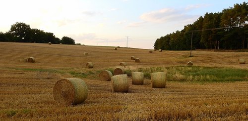 agriculture  field  landscape