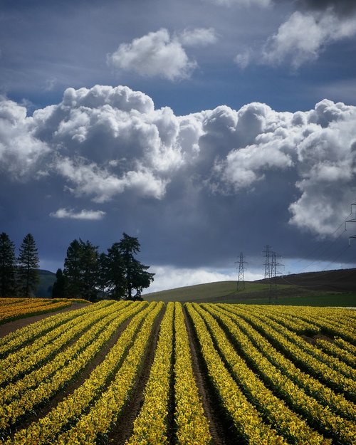 agriculture  daffodils  clouds