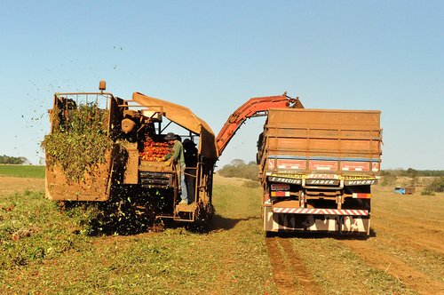 agriculture  harvest  field