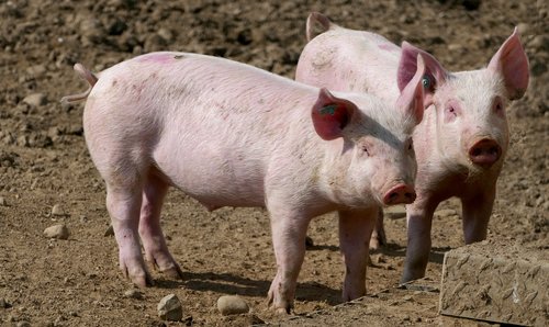 agriculture  animal husbandry  pigs