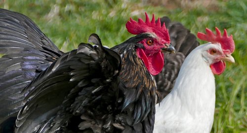 agriculture  animal husbandry  poultry