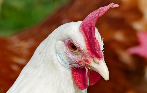 agriculture  poultry  animal husbandry