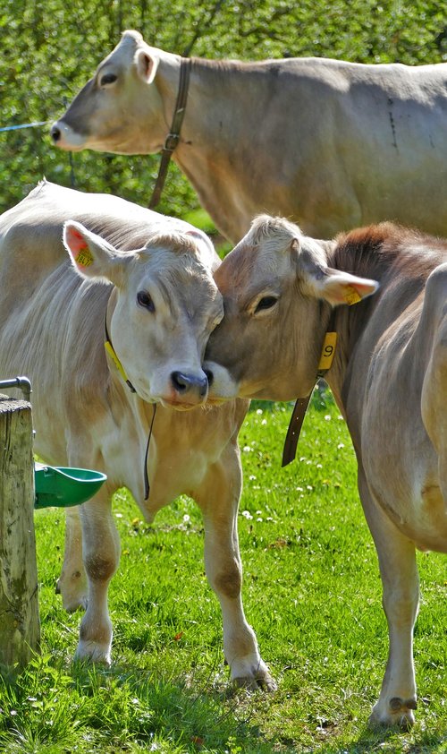 agriculture  cattle breeding  cows