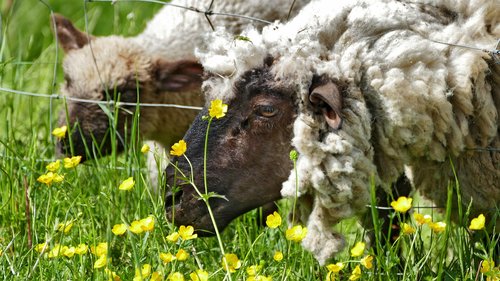 agriculture  cattle breeding  sheep