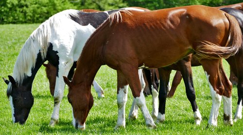 agriculture  cattle breeding  horses