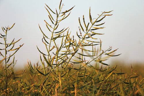 agriculture  rapeseed  evening