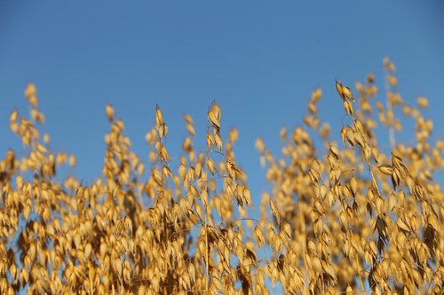 agriculture  oats  plant