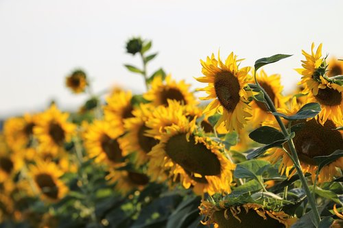 agriculture  sunflowers  bloom