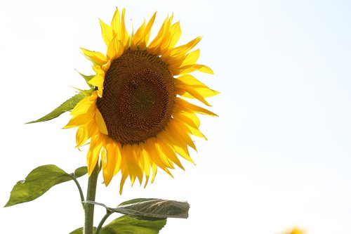 agriculture  sunflower  bloom