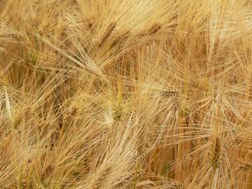 agriculture spike grain