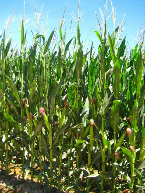 agriculture corn fields