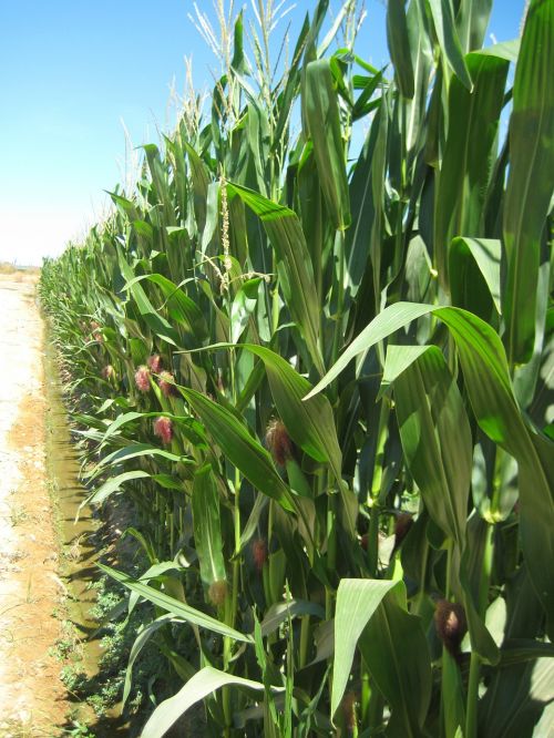 agriculture corn harvest