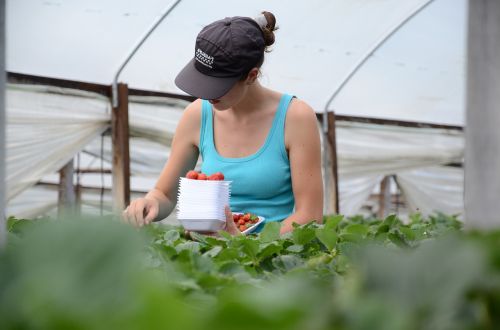 agriculture work strawberries