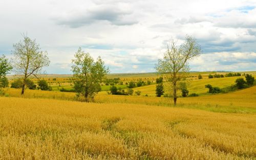 agriculture field wheat