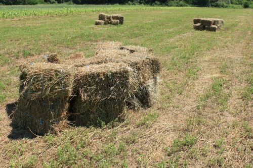 agriculture alfalfa bales