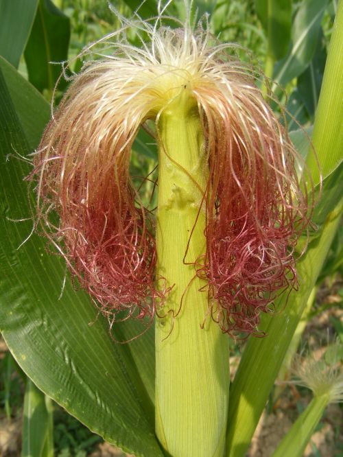 agriculture cob corn