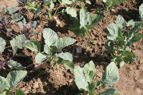 agriculture cabbage culture