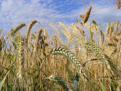 agriculture bread cereals