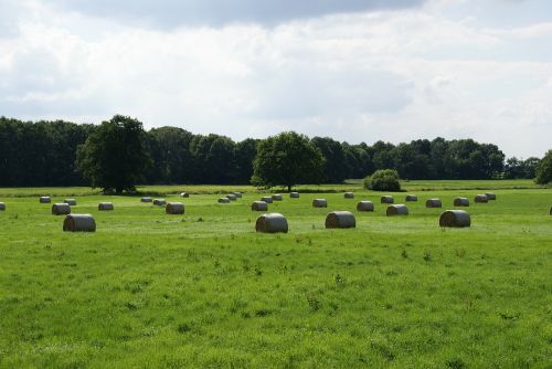 agriculture straw hay