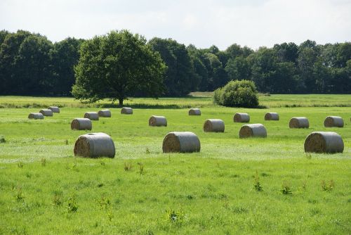 agriculture straw hay