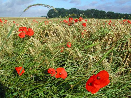 agriculture field wheat