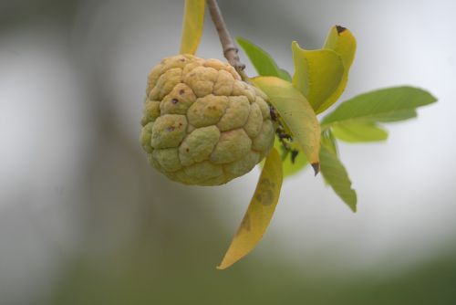 custard apple background green leaf