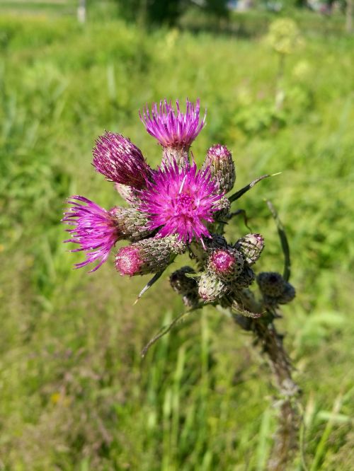 agrimony flowers pink