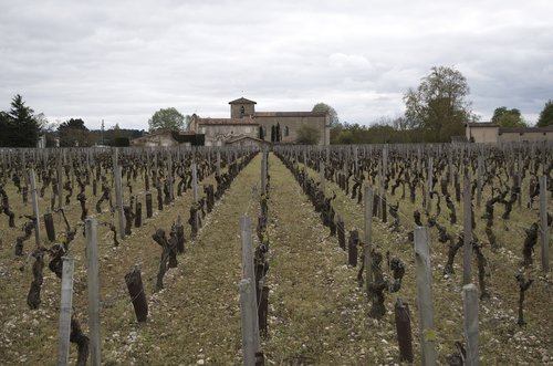 agro-industry  vineyard  creeper