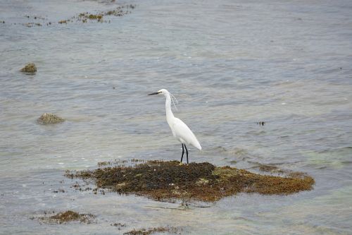 Egret At The Waters Edge