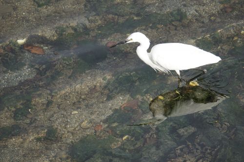 Aigrette In The Water