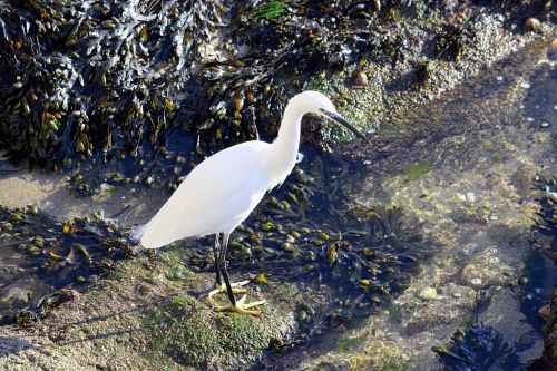 Aigrette At The Water&#039;s Edge