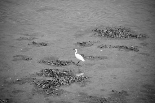Egret At The Water&#039;s Edge