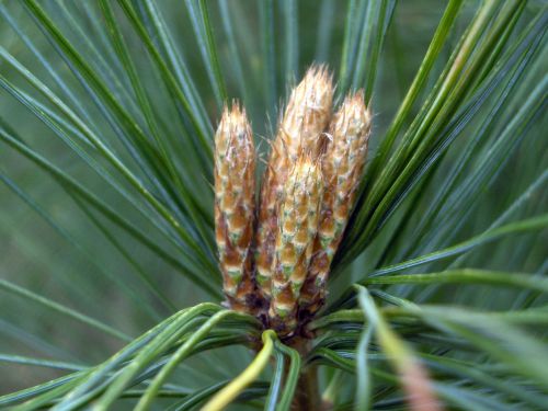 Red Pine Needles (2)