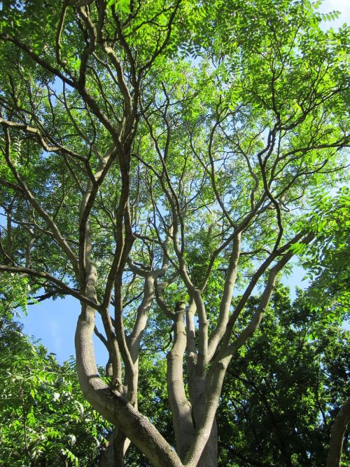 ailanthus altissima ailanthus tree of heaven