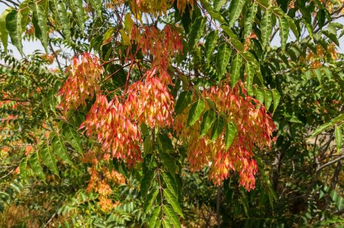 ailanthus altissima tree of heaven ailanthus