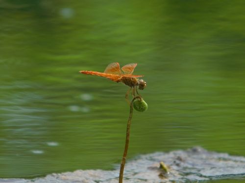 air orange green water